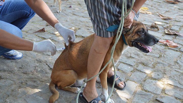 Prevenção é a melhor forma de evitar infecção por raiva de animais domésticos em humanos